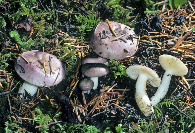 Russula murrillii